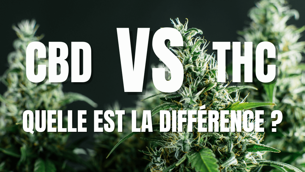 CBD vs THC, quelle est la différence ?